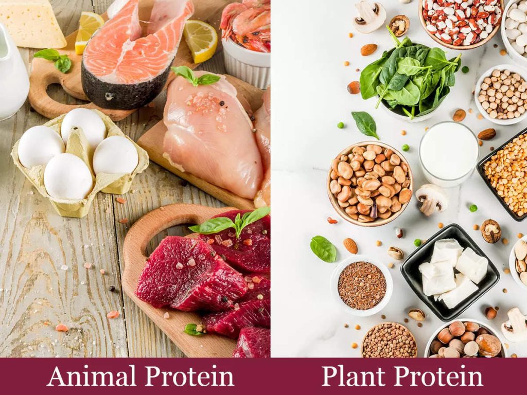 Difference between animal and plant protein and which is healthier  | The Times of India