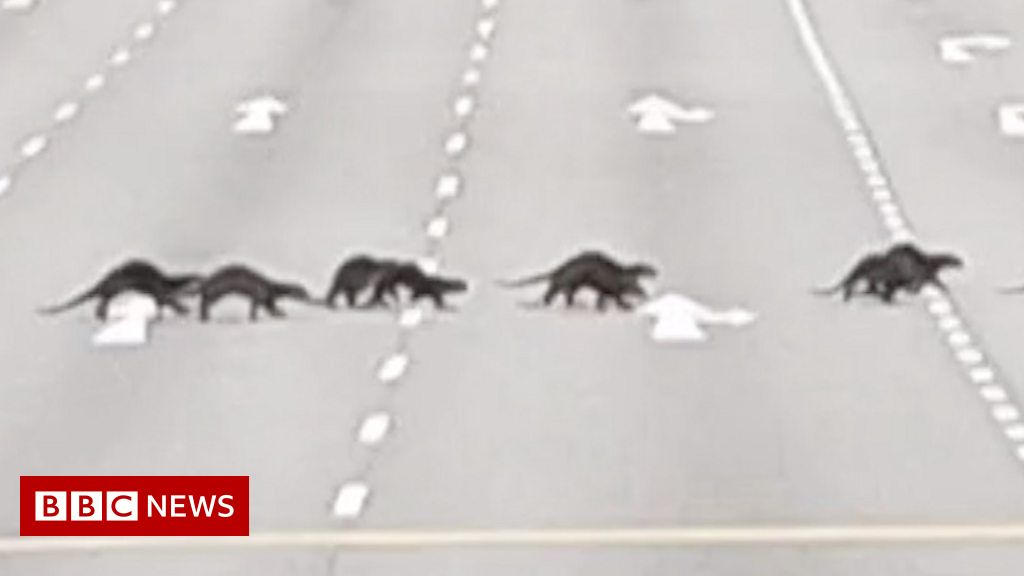 Otters cross road with police escort in Singapore